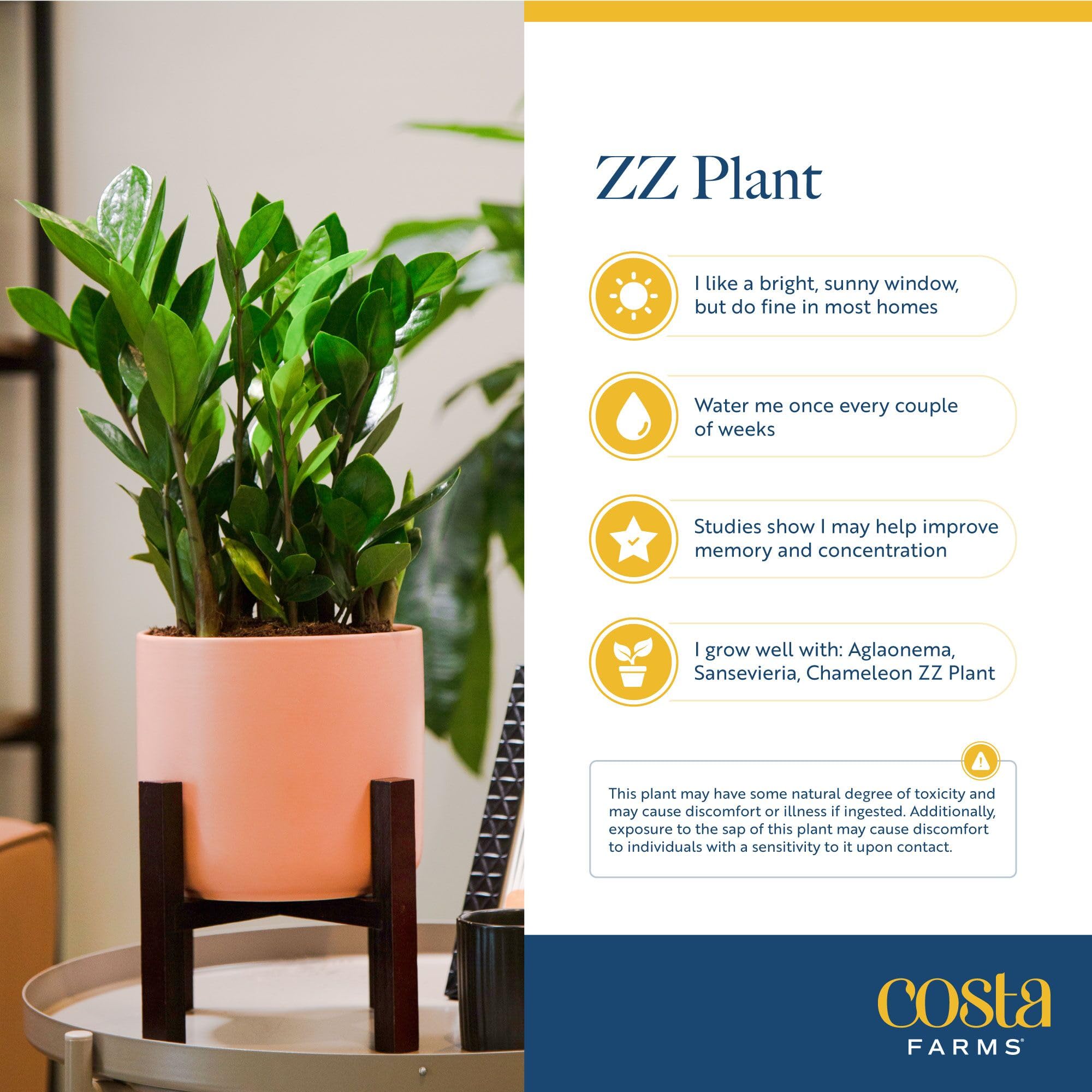 Amazon.com: Costa Farms ZZ Plant, Live Indoor Houseplant in